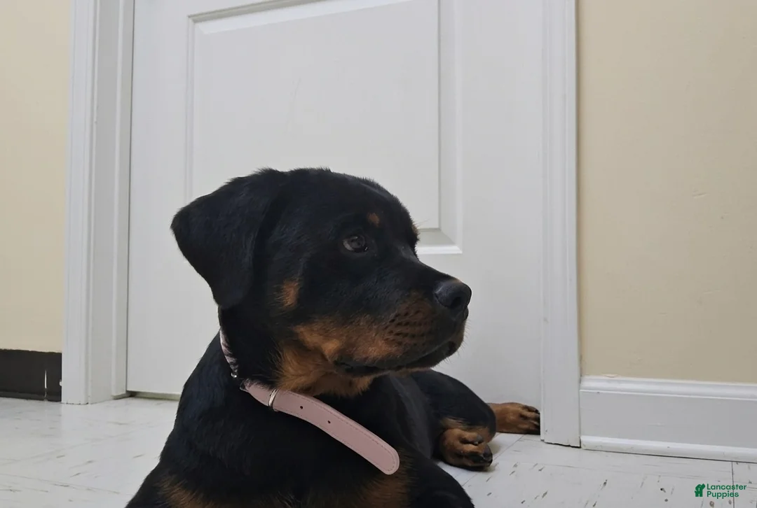 Rottweiler dogs for sale: COCO Needs a NEW HOME ❤️💙❤️ - Ad 2