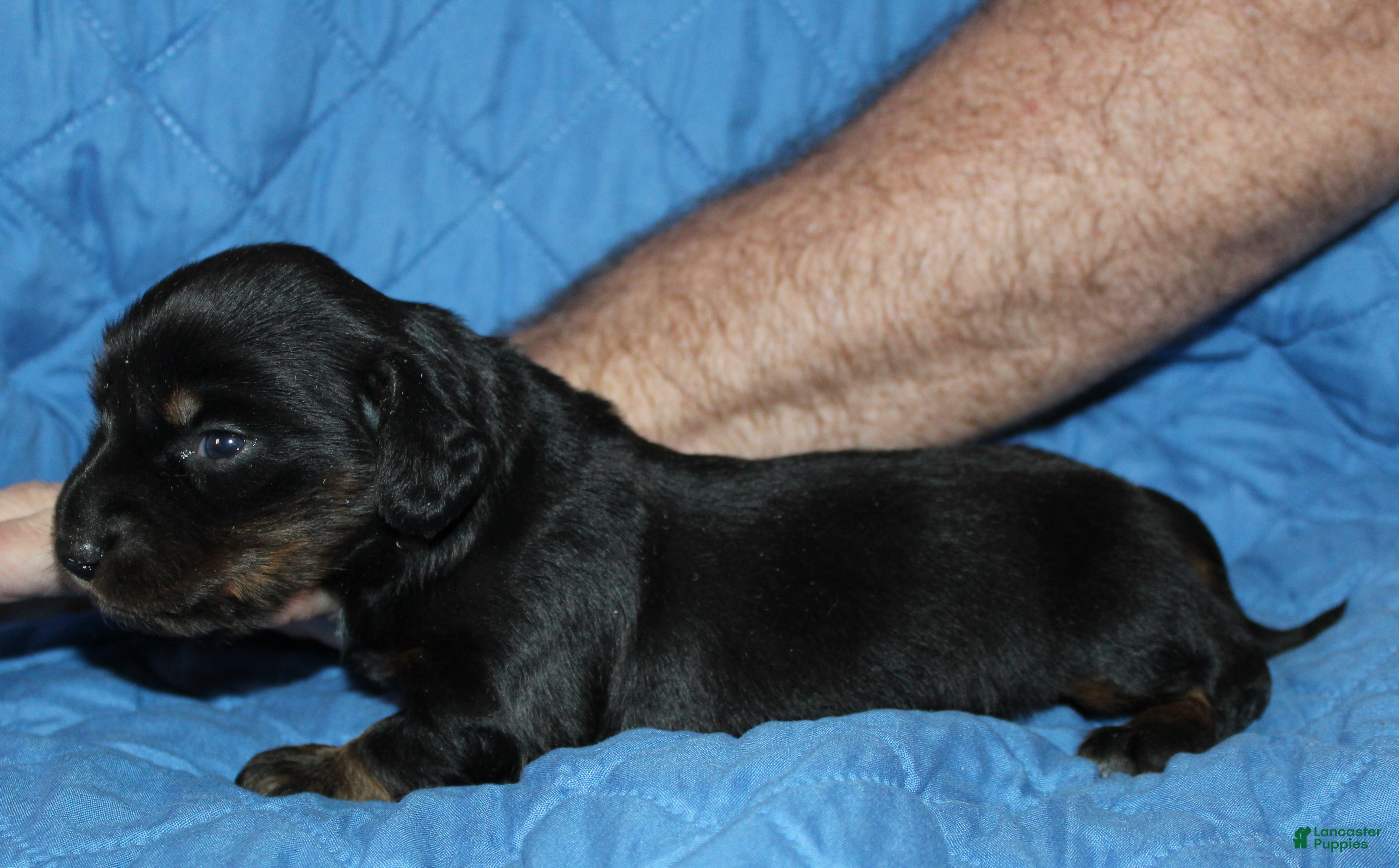 Miniature Dachshund dogs Dogo - Ad 42
