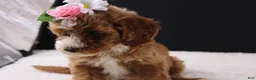 Mini Goldendoodle dogs for sale: Mini Goldendoodle 5 - Ad 6