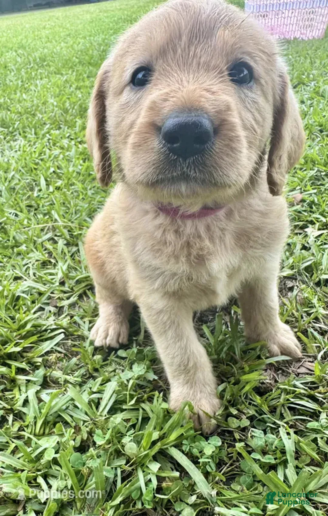 Labradoodle dogs for sale: Sadie - Ad 1