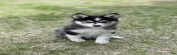 Pomsky dogs for sale: Daisy  - Ad 7
