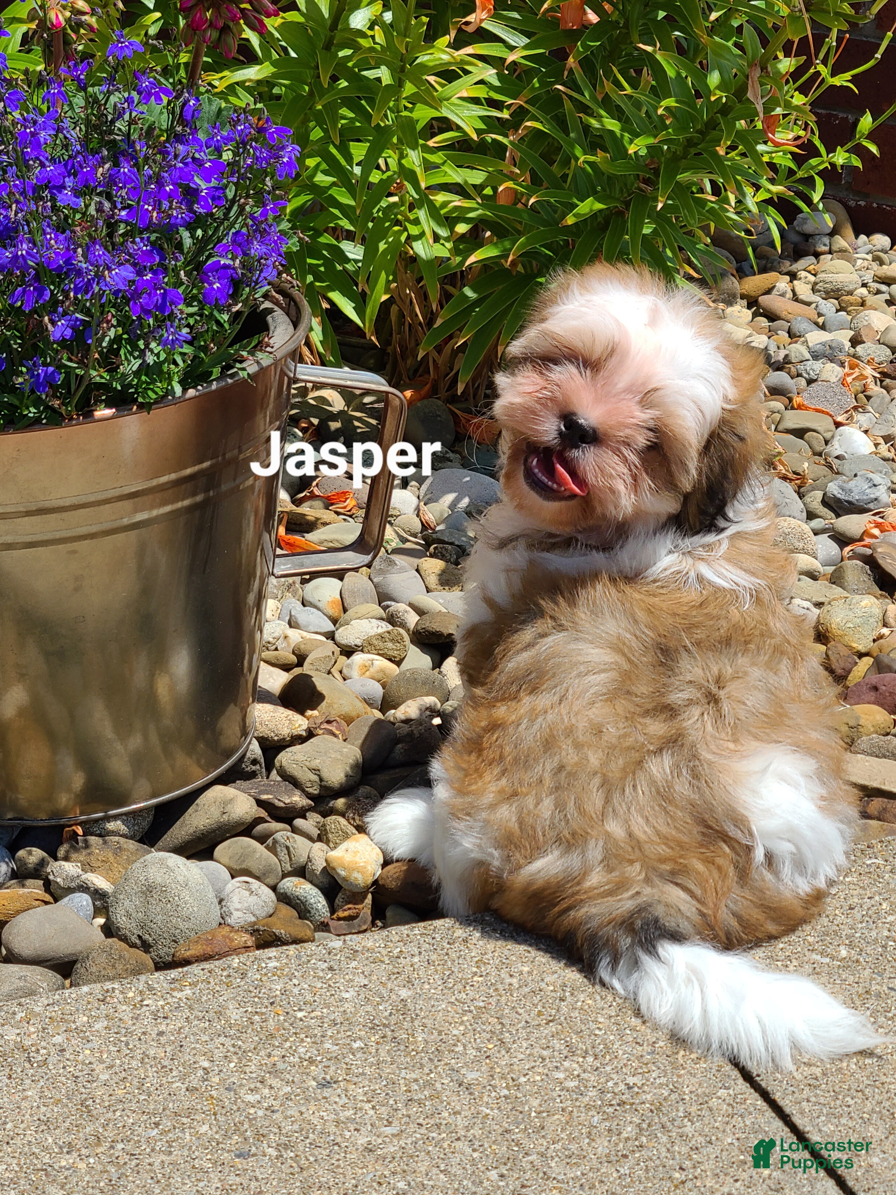 Shih Tzu dogs Jasper  - Ad 1