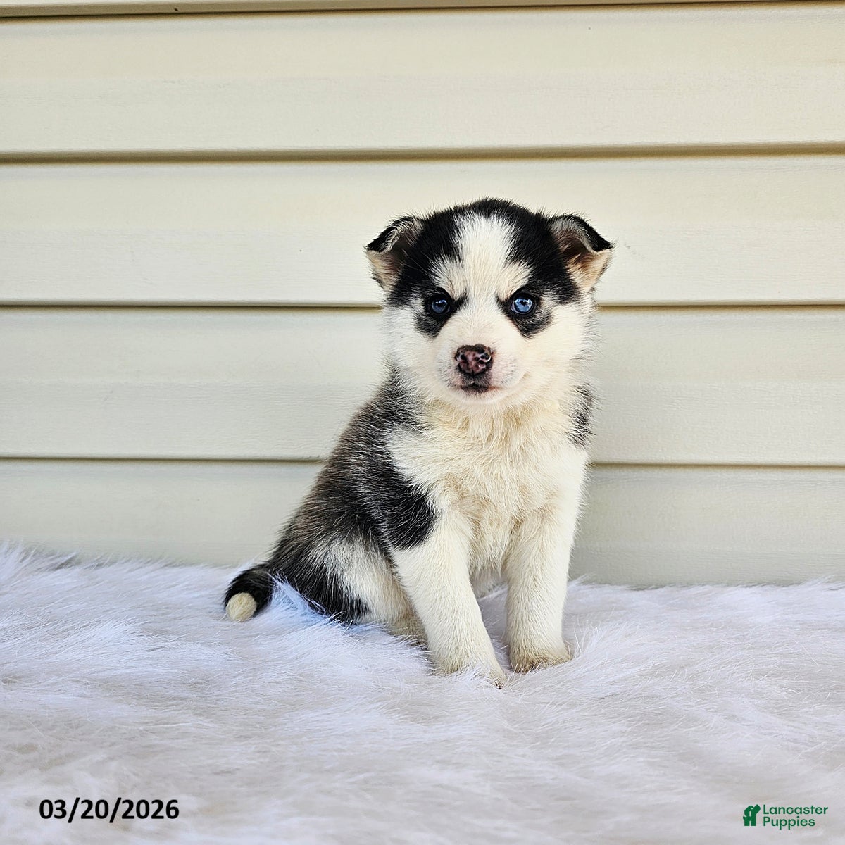 Pomsky dogs Lana - Ad 1