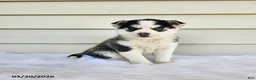 Pomsky dogs for sale: Lana - Ad 1