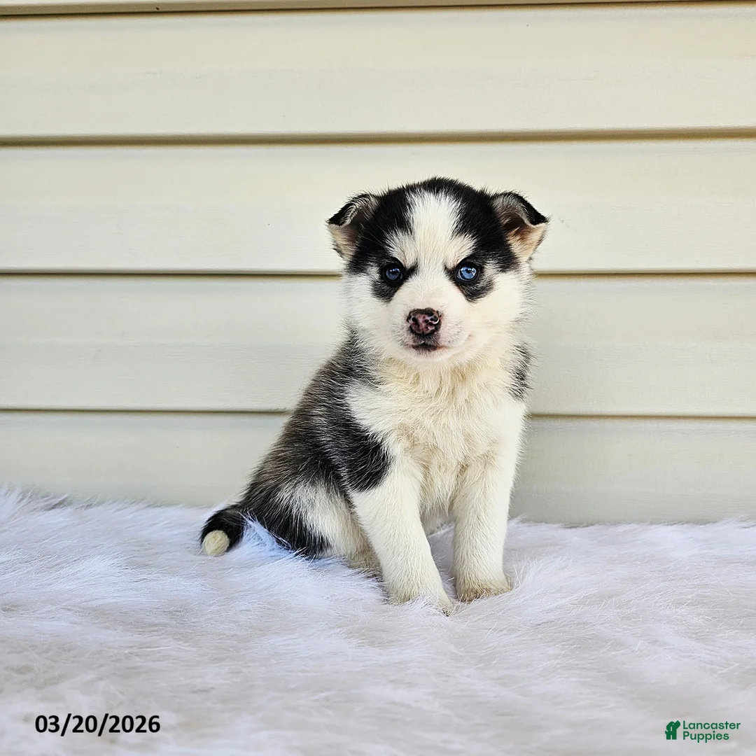 Pomsky dogs for sale: Lana - Ad 1