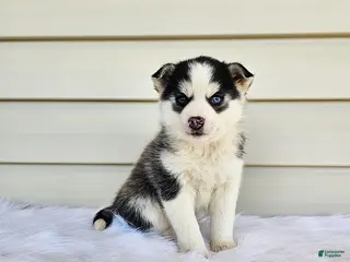 Pomsky dogs for sale: Lana - Ad 1