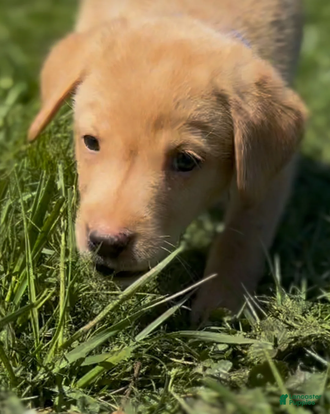 Labrador Retriever dogs for sale: Labrador Retriever Puppy 1 - Ad 11