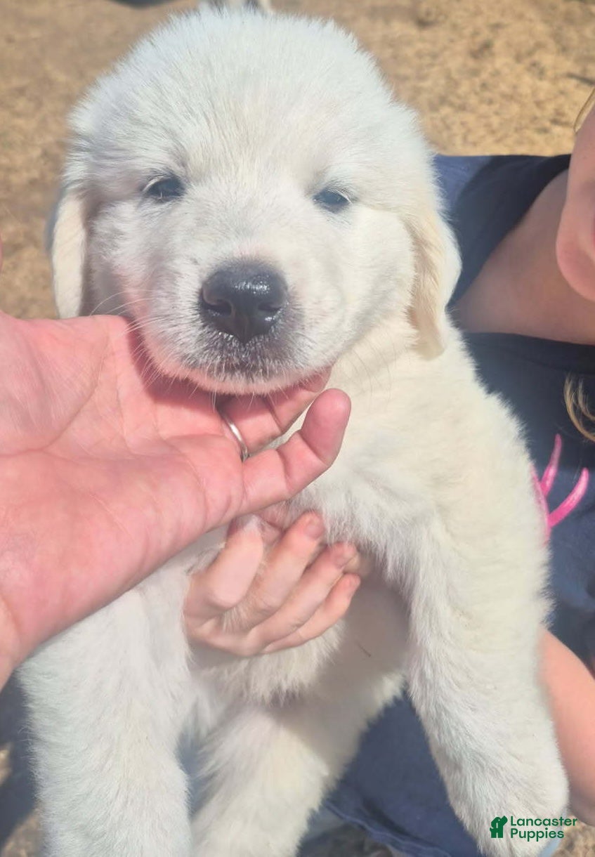 Great Pyrenees dogs Girl - Ad 21