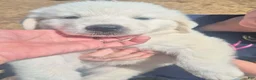 Great Pyrenees dogs for sale: Girl - Ad 1