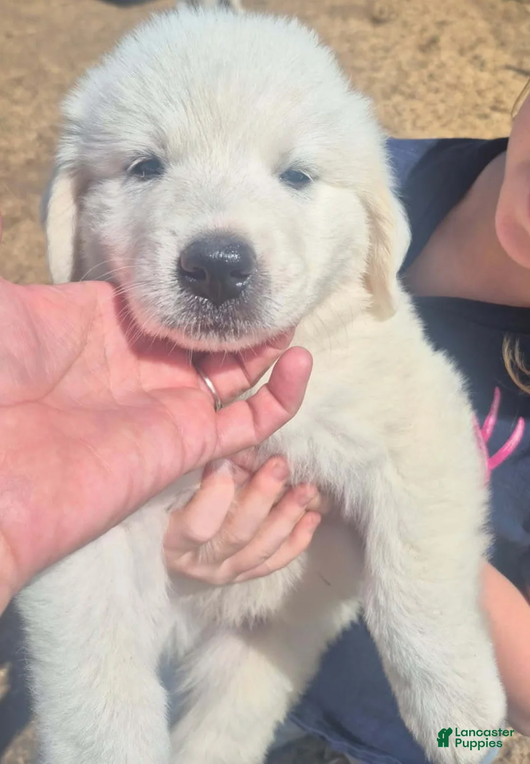 Great Pyrenees dogs for sale: Girl - Ad 1