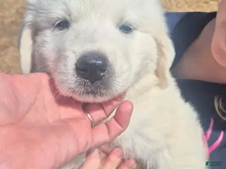 Great Pyrenees dogs Girl - Ad 21