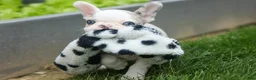 French Bulldog dogs for sale: Axel (Platinum with Blue Eyes) 💙🐾 - Ad 12