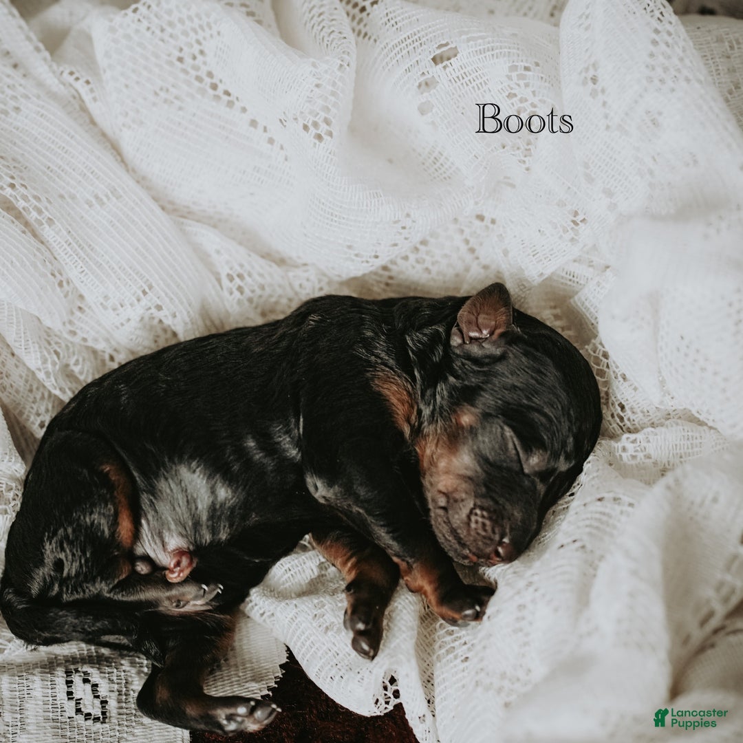 Standard Poodle dogs for sale: Boots - Ad 6