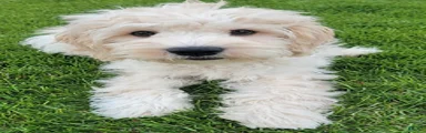 Finn Male