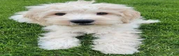 Mini Goldendoodle dogs for sale: Finn Male - Ad 1
