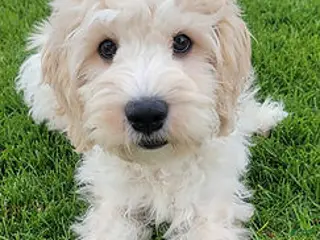 Mini Goldendoodle dogs for sale: Finn Male - Ad 4