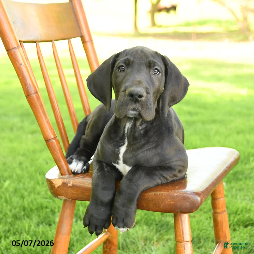 Great Dane dogs for sale: Tippy - Ad 3