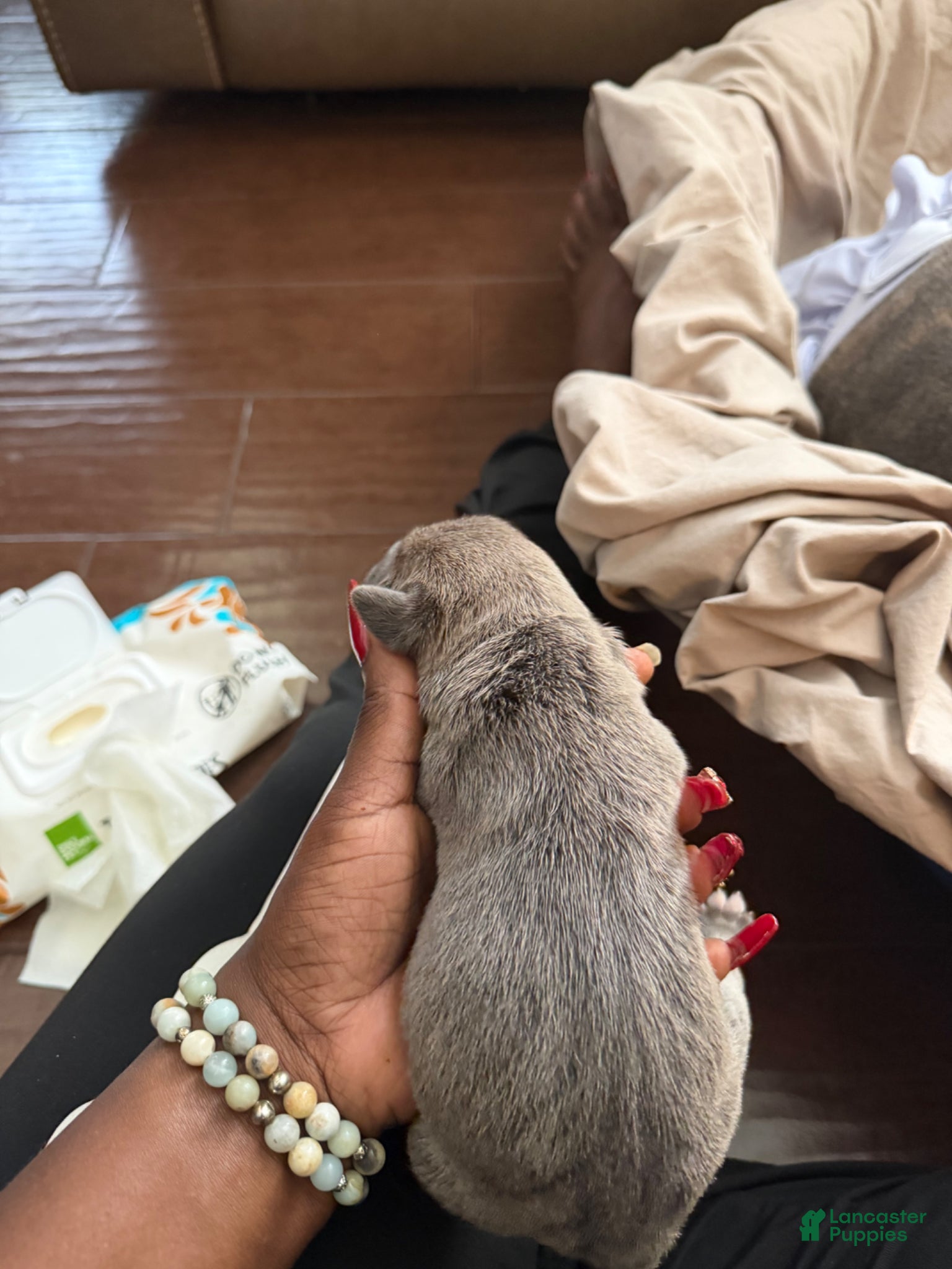 Cane Corso dogs Cane Corso Puppy 2 - Ad 16