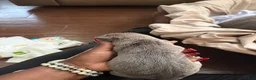 Cane Corso dogs for sale: Cane Corso Puppy 2 - Ad 1