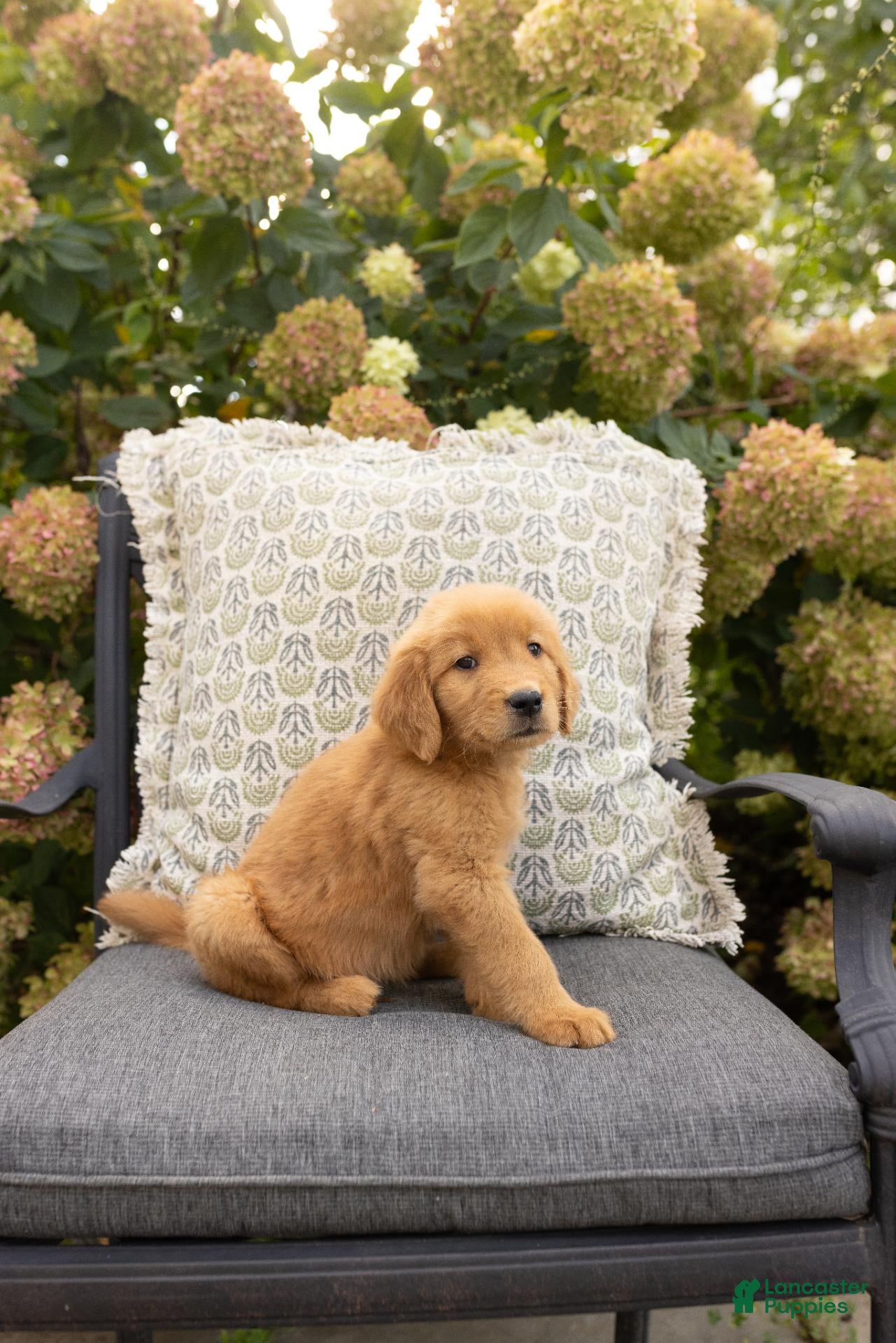 Golden Retriever dogs Camper  - Ad 1