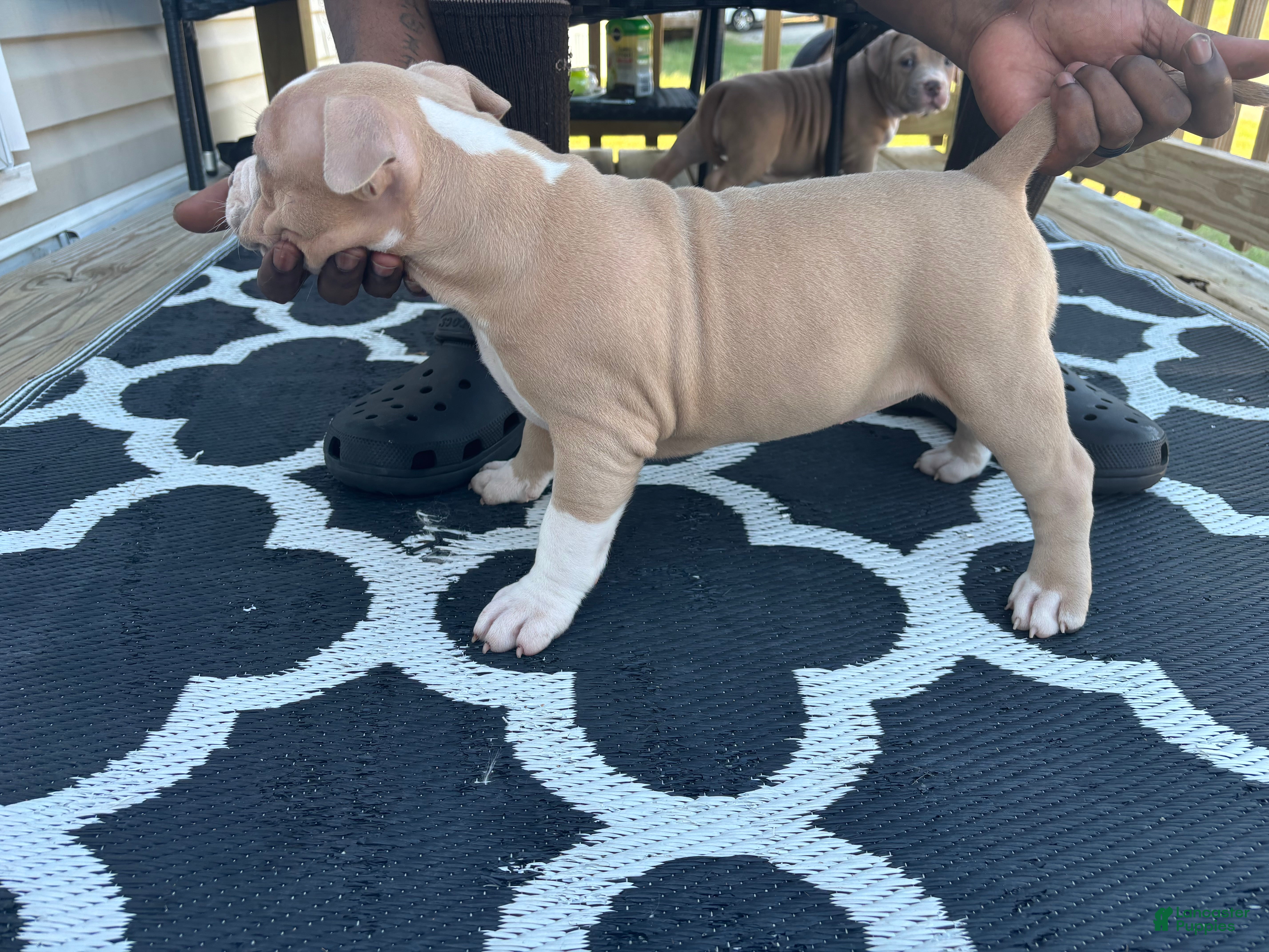 American Bully dogs American Bully Puppy 3 - Ad 42