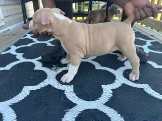 American Bully dogs American Bully Puppy 3 - Ad 34