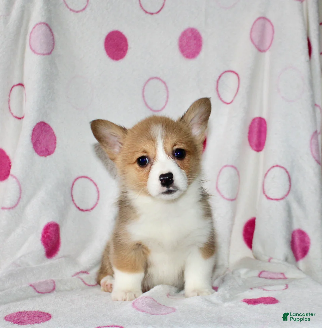 Welsh Corgi Pembroke dogs for sale: Kendra - Ad 6