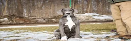 Great Dane dogs for sale: Liberty - Ad 3