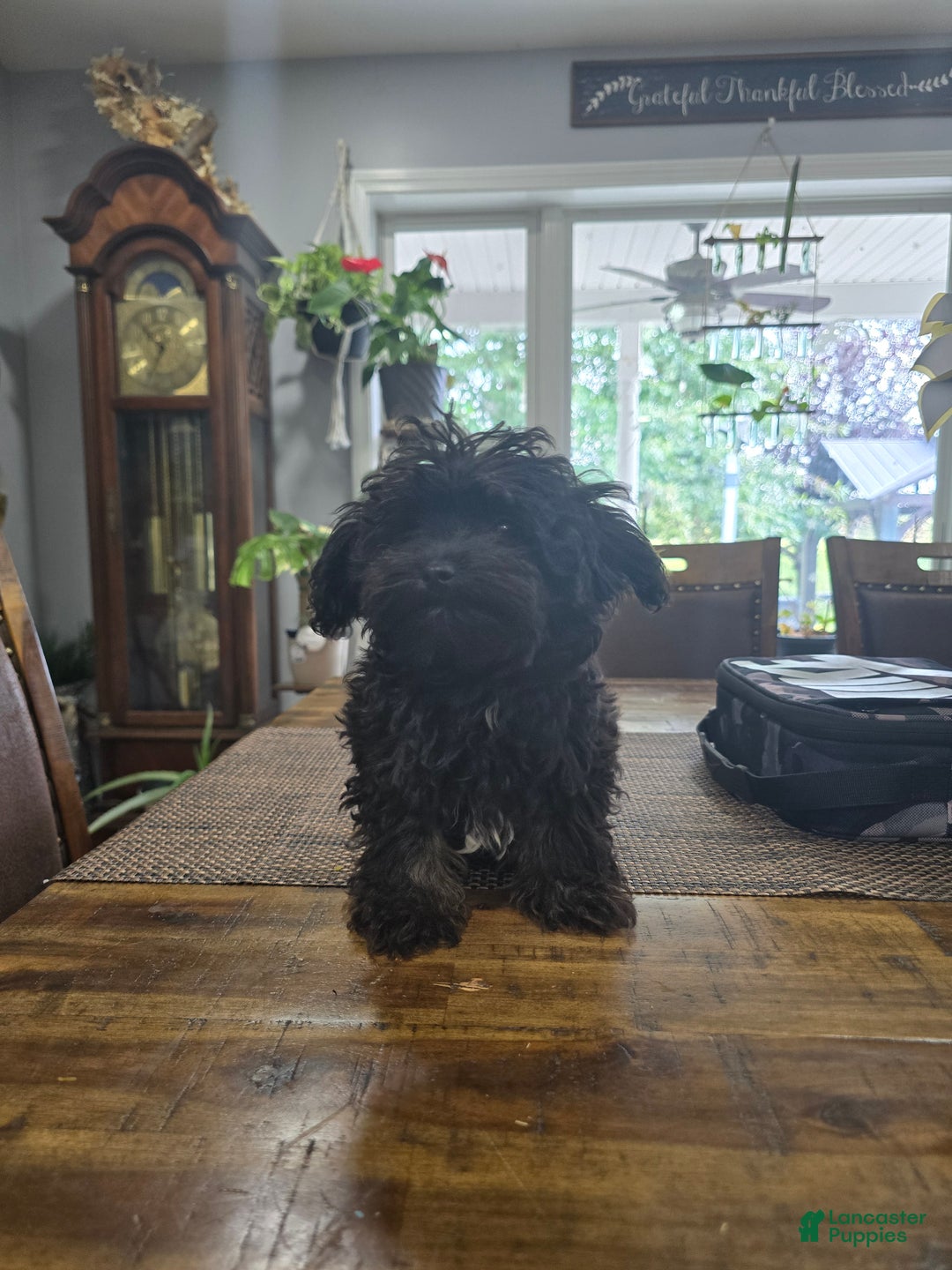 Chipoo dogs for sale: Buddy - Ad 2