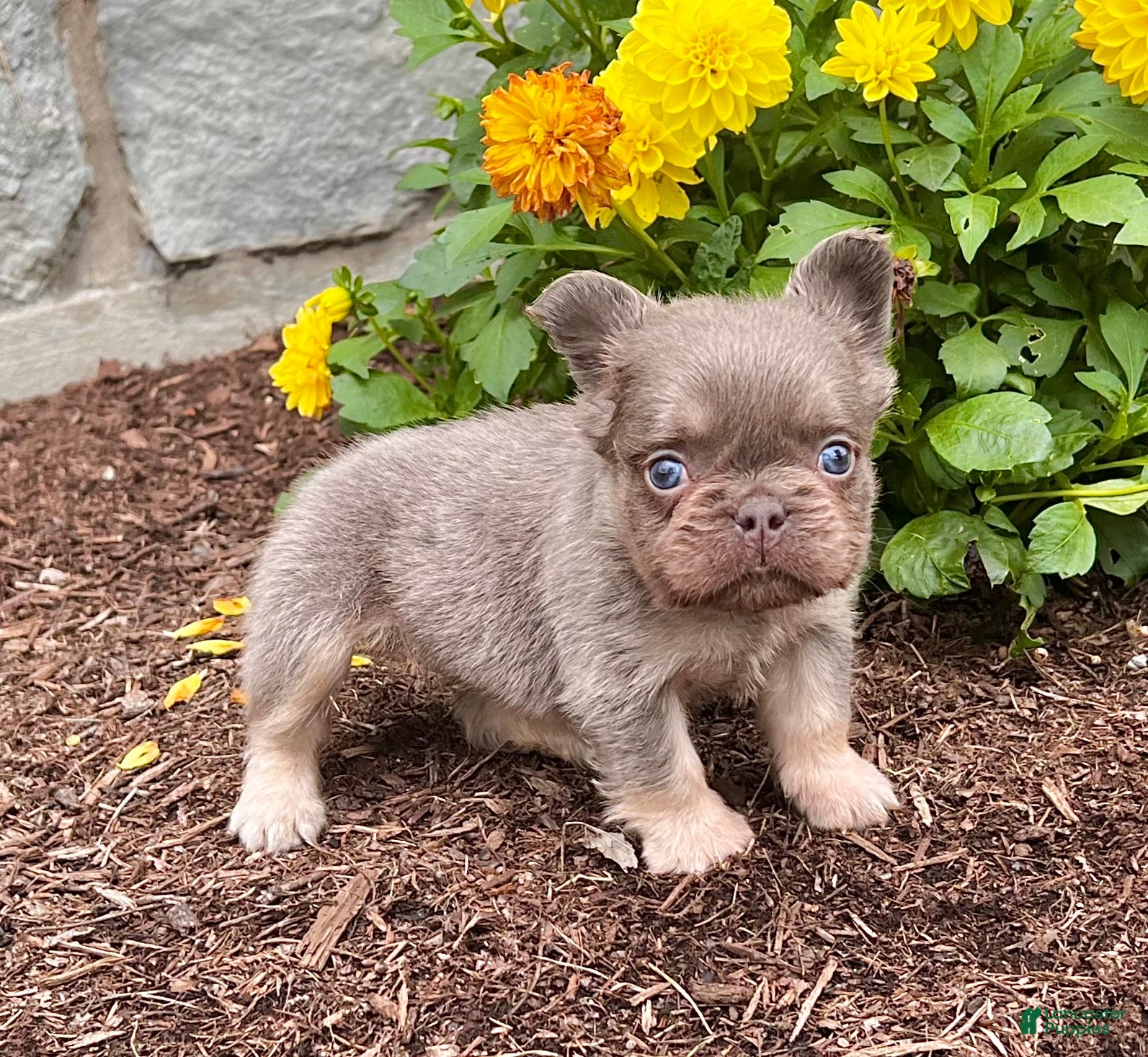 French Bulldog dogs French Bulldog 1 - Ad 1