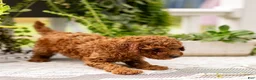 Toy Poodle dogs for sale: AKC Bruno - Ad 8