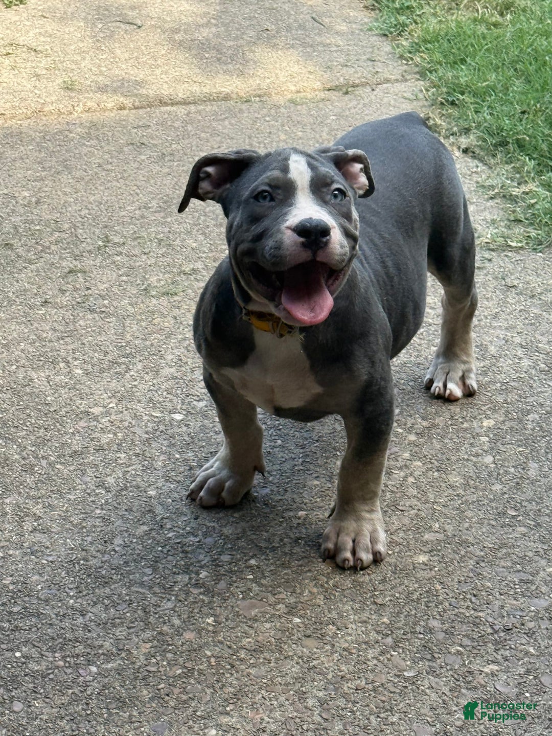 American Bully dogs for sale: American Bully 4 puppies - Ad 13