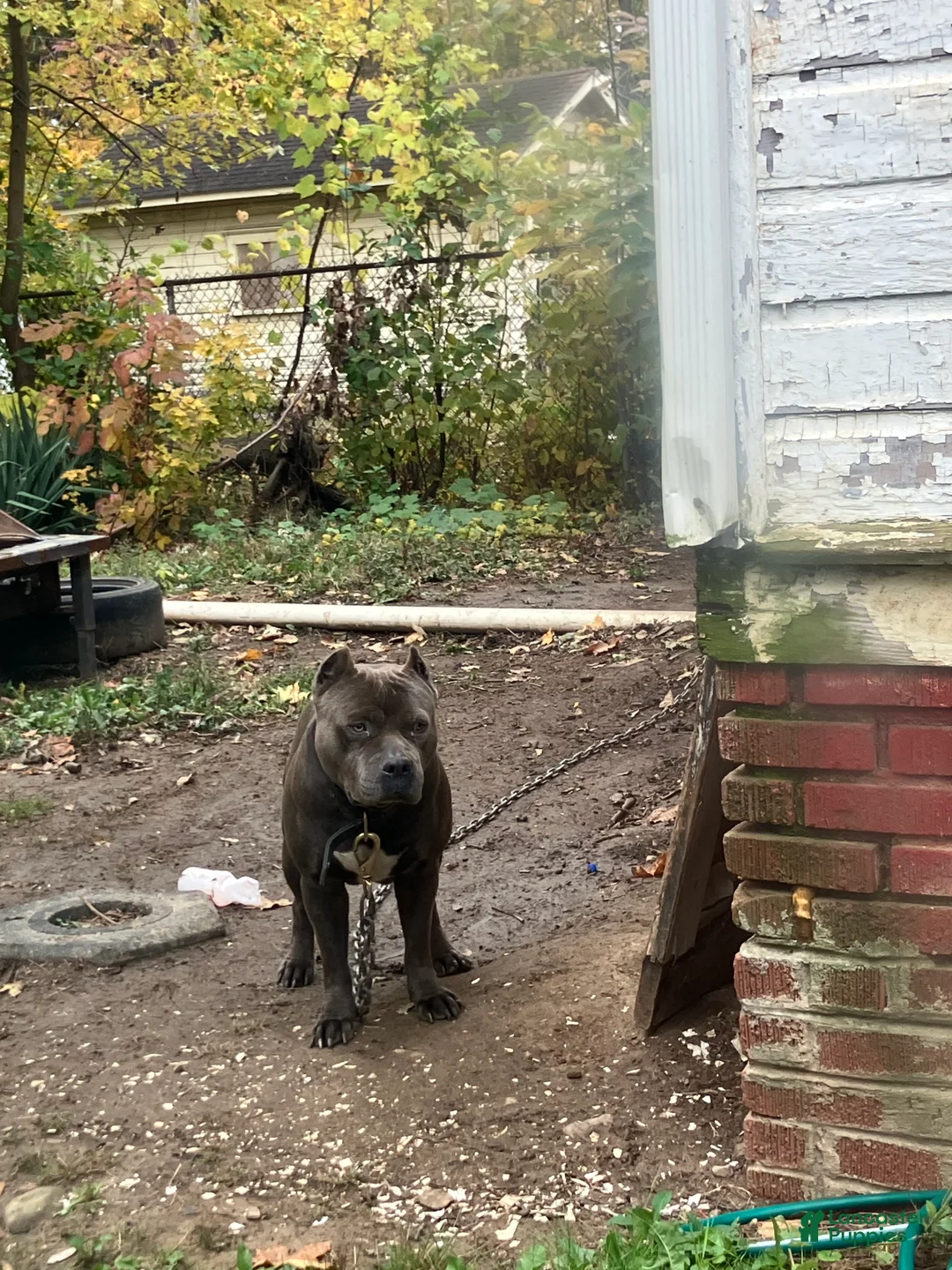 American Bully dogs for stud: Woody - Ad 2