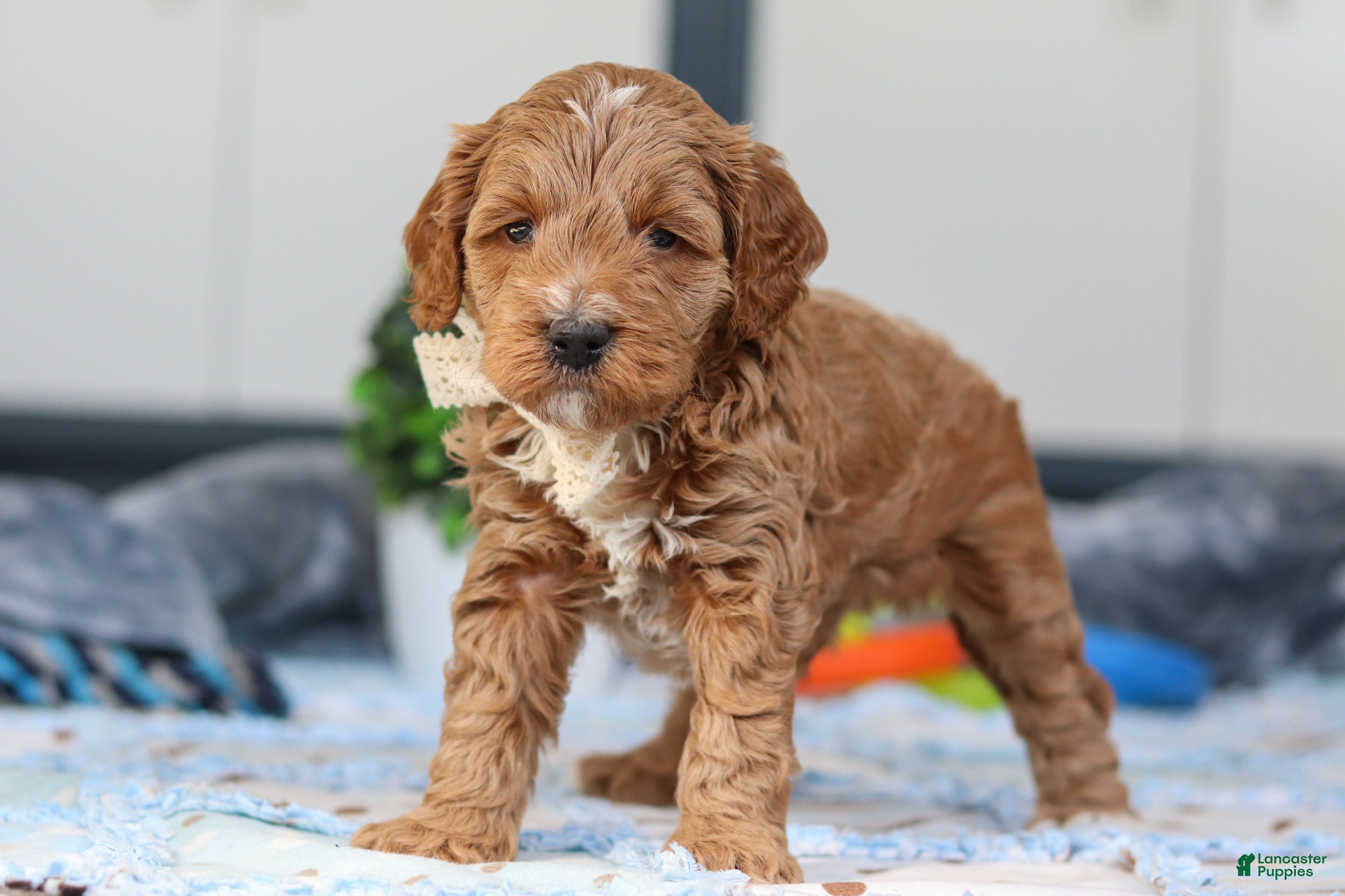 Mini Goldendoodle dogs Neo - Ad 2