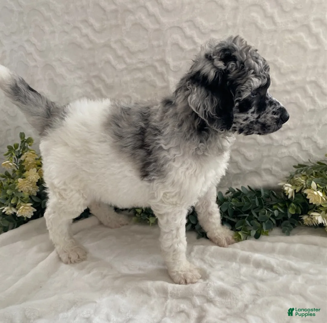 Standard Poodle dogs for sale: Kora- genetic clear - Ad 3