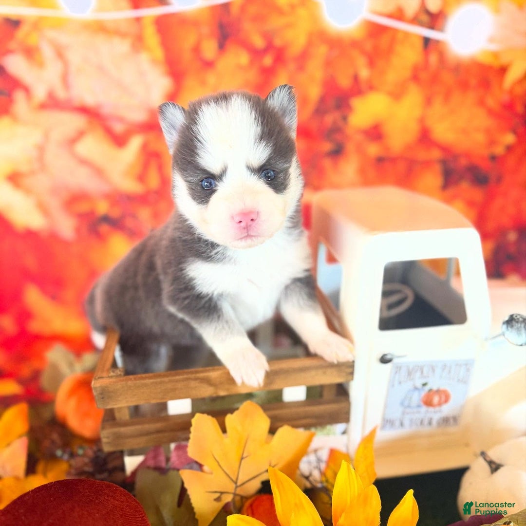 Pomsky dogs for sale: Zara - Ad 7