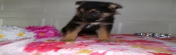 German Shepherd dogs for sale: German Shepherd Puppy 8 Maverick - Ad 2