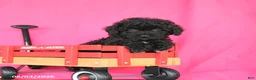 Miniature Poodle dogs for sale: Kenzie - Ad 3