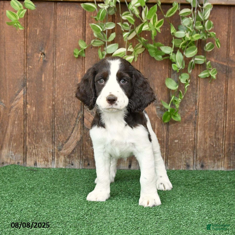 Dog Breed English Spaniel Puppies For Sale Springer Puppies