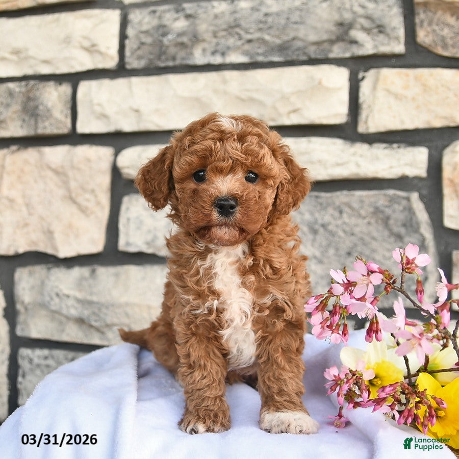 Maltipoo dogs Barney  - Ad 1