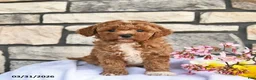 Maltipoo dogs for sale: Barney  - Ad 1
