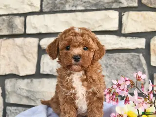 Maltipoo dogs for sale: Barney - Ad 4