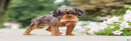 Cavapoo dogs for sale: Indy - Ad 6