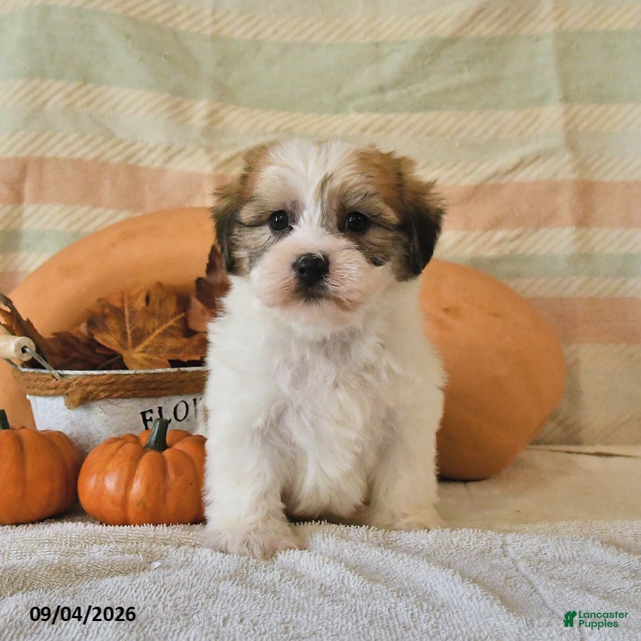 Malshi dogs Murphey - Ad 2