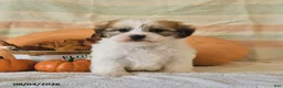 Malshi dogs for sale: Murphey - Ad 2