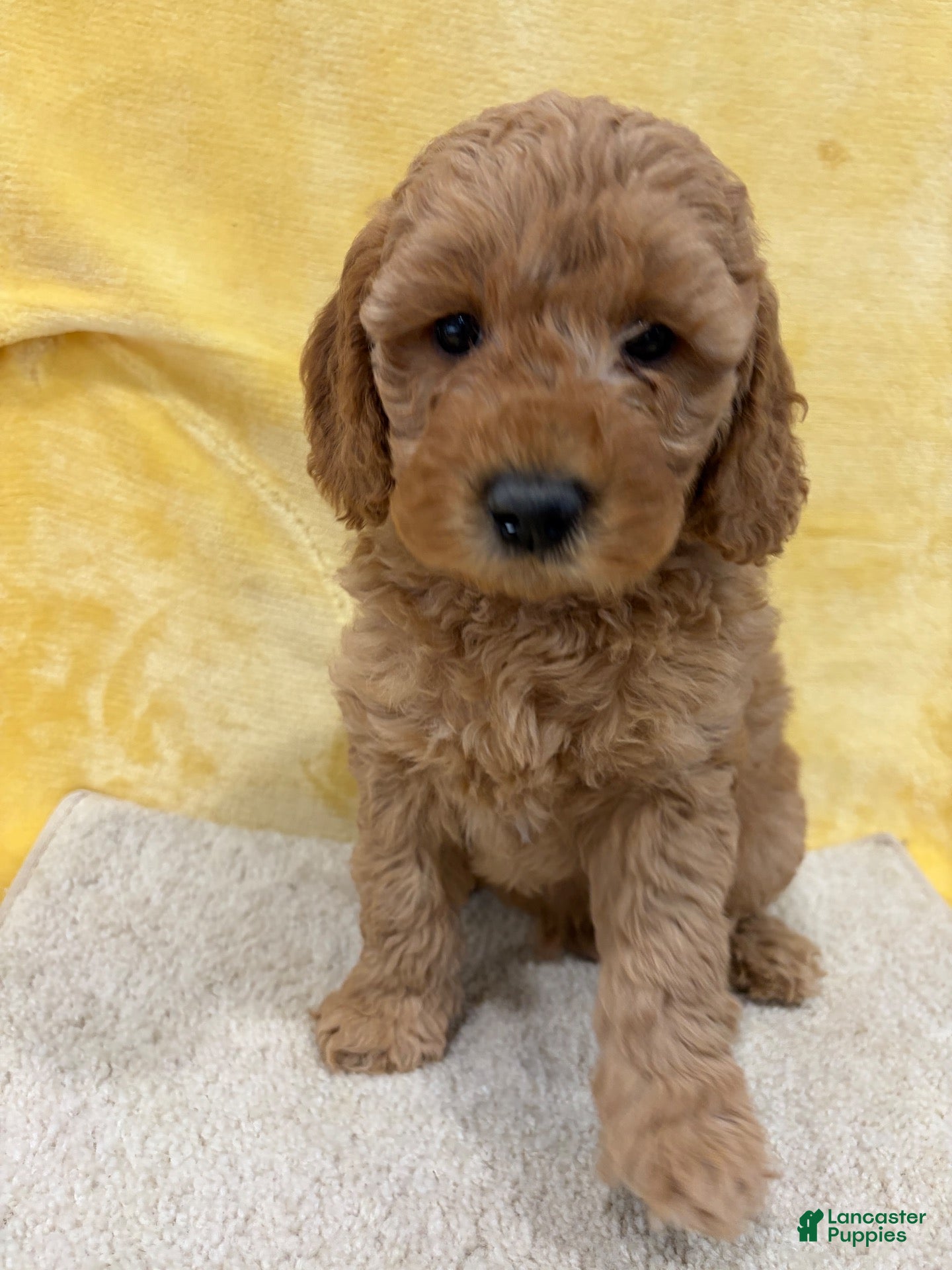 Mini Goldendoodle dogs for sale: Bo - Ad 2