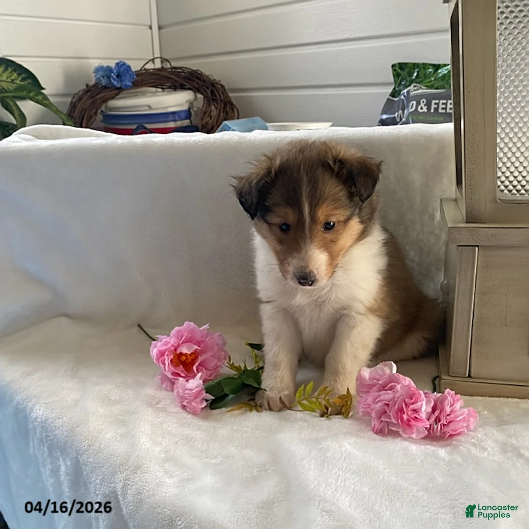 Shetland Sheepdog dogs for sale: Daisy - Ad 1