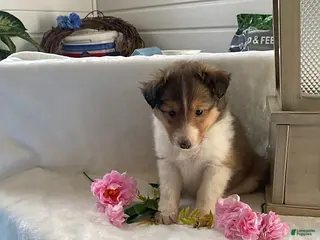 Shetland Sheepdog dogs Daisy - Ad 4