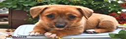 Welsh Corgi Pembroke dogs for sale: Diego - Ad 1