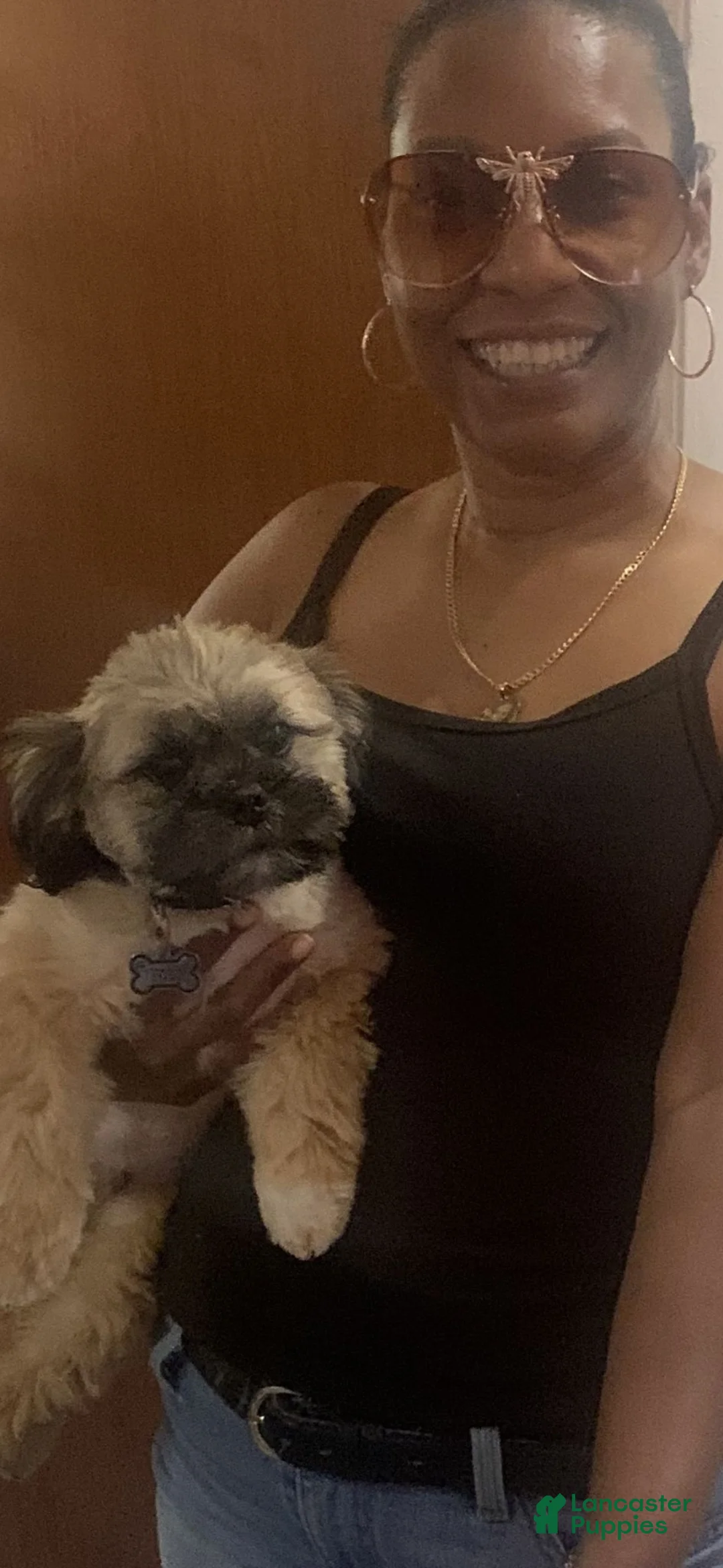 Shih Tzu dogs for stud: AKC REGISTERED AND ACA  - Ad 2